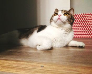 Cat relaxing on floor at home