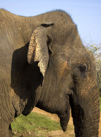 indian elephant