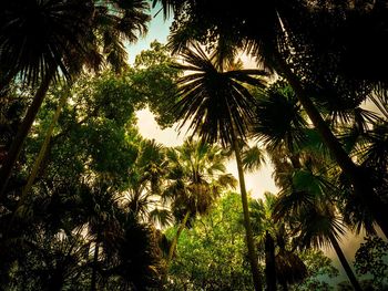 Low angle view of palm trees against sky