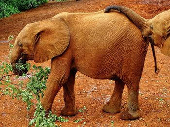 Elephant standing on field