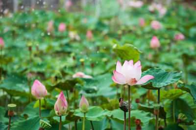 Close-up of pink flowering plant