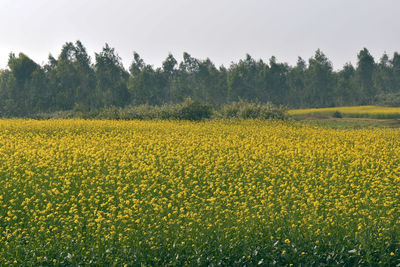 Scenic view of oilseed rape field against sky