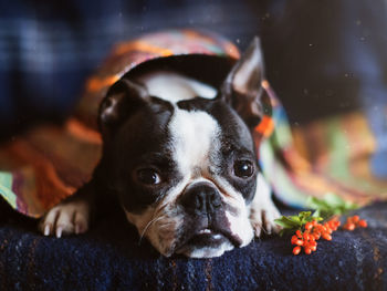 Close-up portrait of dog relaxing on floor