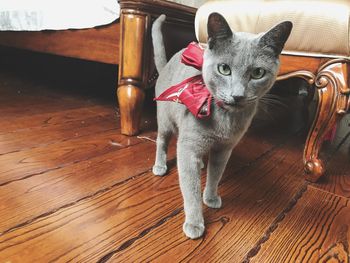 Portrait of cat on table