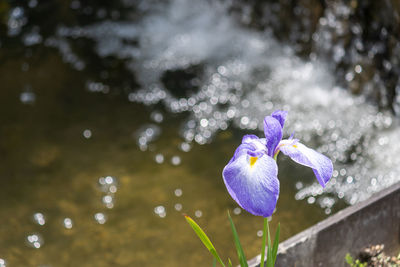 Close-up of purple flower