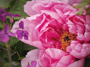 Close-up of pink flowering plant