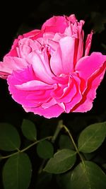 Close-up of pink rose