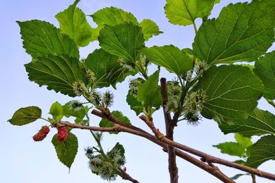 Low angle view of leaves against sky