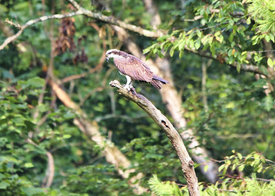 Close-up of a bird perching on branch