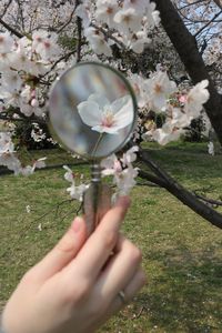 Close-up of hand holding cherry blossoms in field