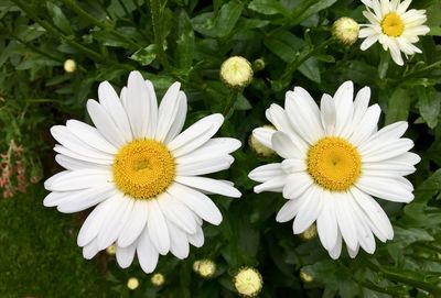 Close-up of white daisy flowers