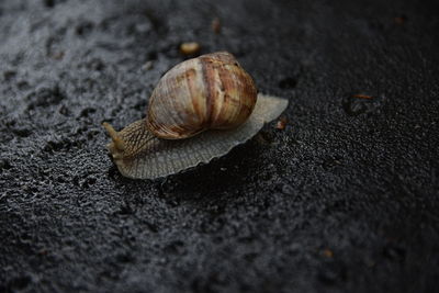 Close-up of snail