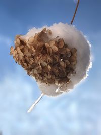 Close-up of dry leaf against sky