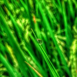 Close-up of insect on grass