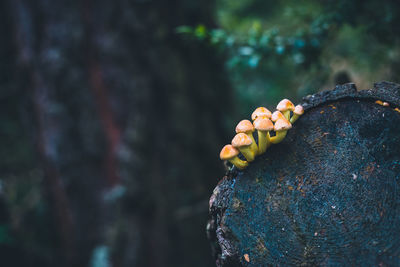 Close-up of bananas on rock