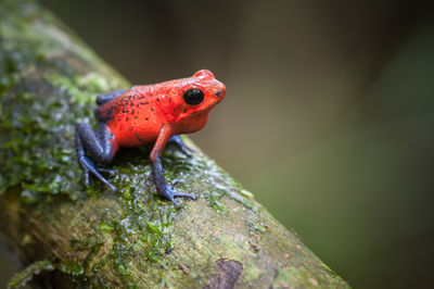 Close-up of frog