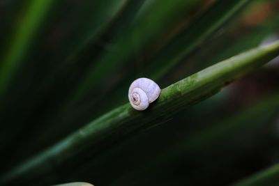 Close-up of snail on plant