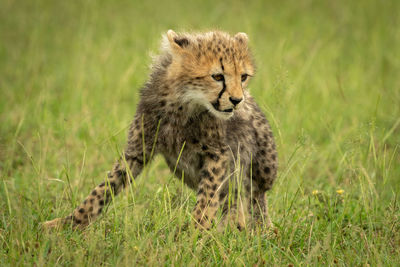 Portrait of a cat on field