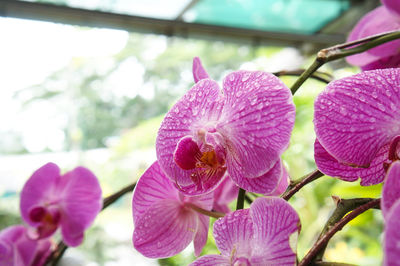 Close-up of pink flowers blooming outdoors