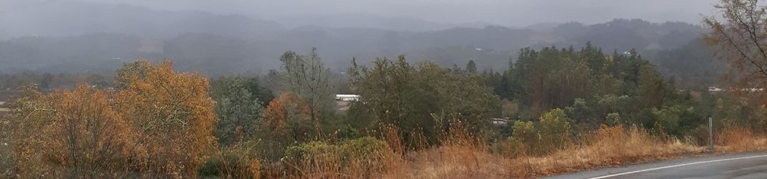 Panoramic view of road amidst trees during foggy weather