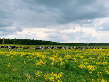 Scenic view of yellow flowers on field against sky