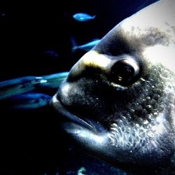 Close-up of an animal