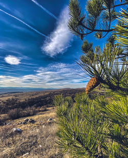 Low angle view of trees against sky