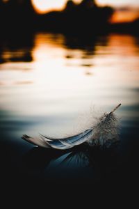 Close-up of silhouette duck in lake during sunset