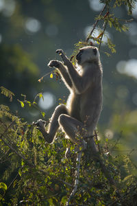 Monkey perching on tree in forest
