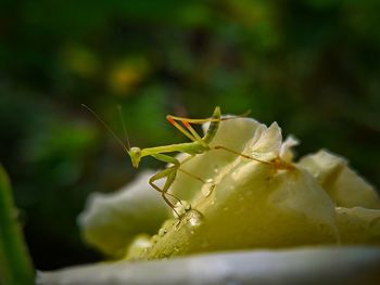 Close-up of insect on flower