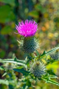 Close-up of thistle flower
