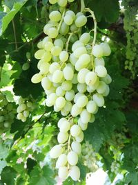 Low angle view of grapes hanging on vine