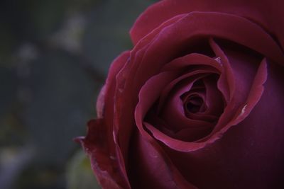 Close-up of rose blooming outdoors