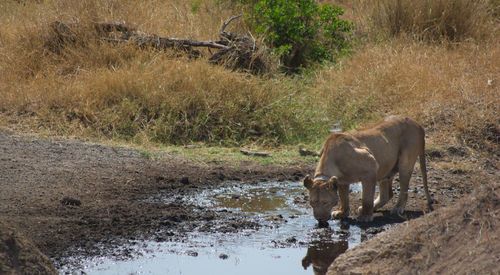 Lioness drinking water in lake
