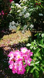 Close-up of pink flowering plants in garden