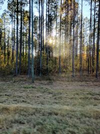 Pine trees in forest against sky
