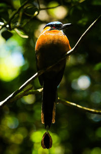 Close-up of bird perching on branch