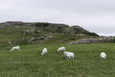 Sheep grazing in a field