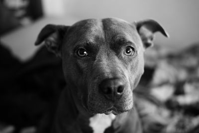 Close-up portrait of dog at home