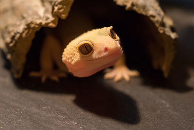 Close-up of lizard on surface