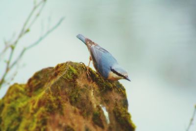 Bird perching on railing