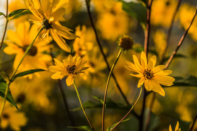 Close-up of yellow flowering plant on field