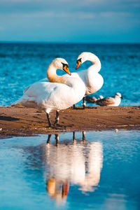 View of birds in sea against sky