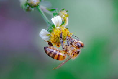 Close-up of honey bee on flower