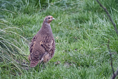 Bird in a field