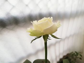 Close-up of rose plant