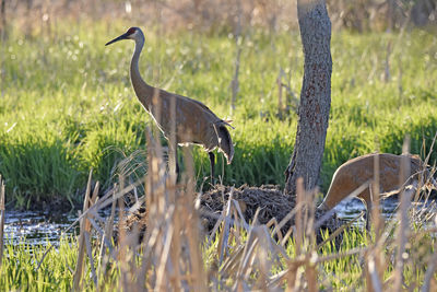 Side view of a bird on field