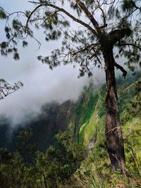 Trees in forest against sky