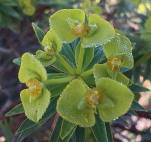 Close-up of plant