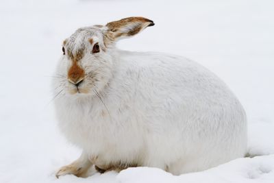 Close-up of rabbit on snow against white background